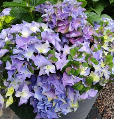 Гортензія макрофіла Леді Мата Харі / Hydrangea macrophylla Lady