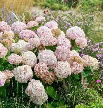 Гортензія деревовидна Стенд Ап Пінк / Hydrangea arb. CB®Stand Up