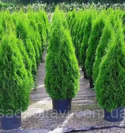 Туя западная Смарагд