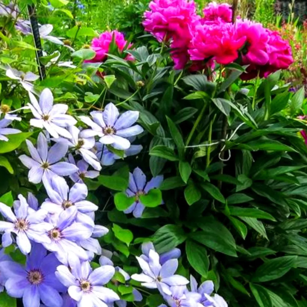 Декоративные растения и цветы