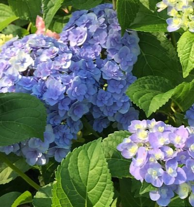 Гортензия Допио Нувола