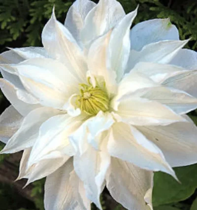 Клематис Ісаго