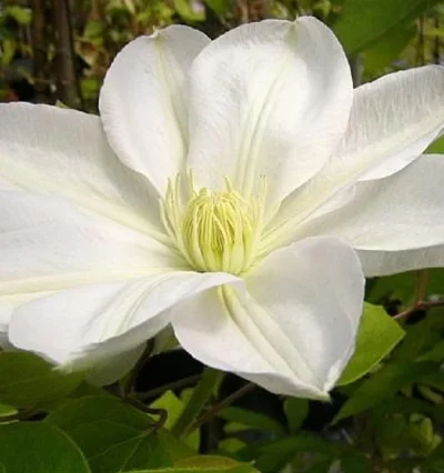 Клематис Марі Бусселот