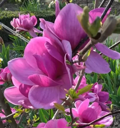 Магнолия Клеопатра