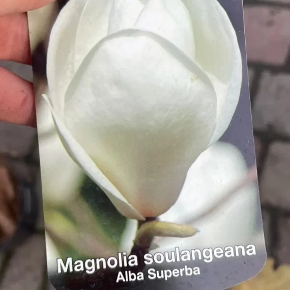 Magnolia soulangeana Alba Superba"