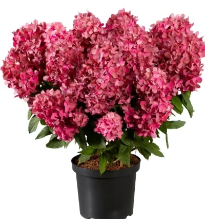 Гортензія Бонфаєр