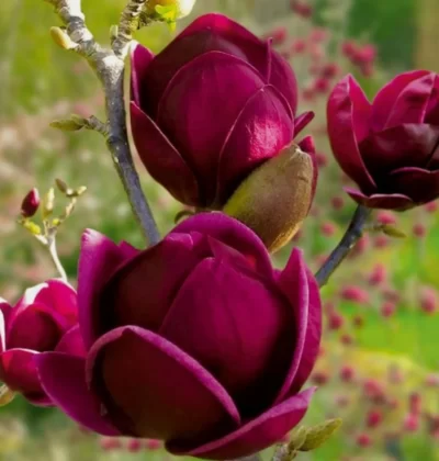 Магнолія Black Tulip
