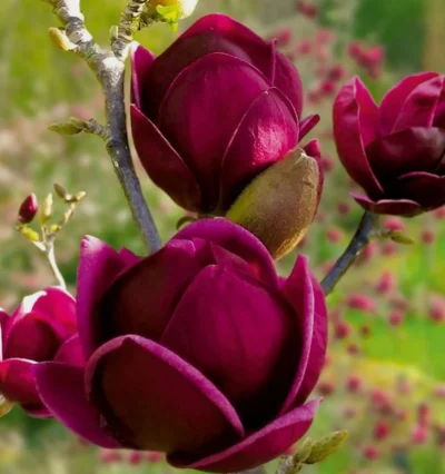 Магнолия Black Tulip