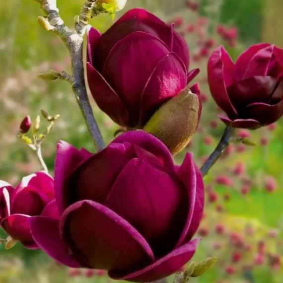 Магнолія Black Tulip