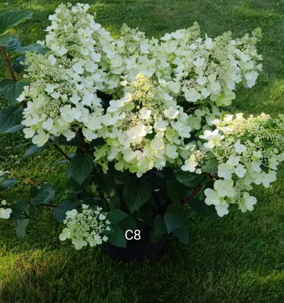 Гортензия метельчатая Би Хеппи, "Hydrangea Bee Happy"