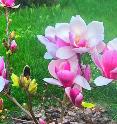 Магнолія Сатісфекшен