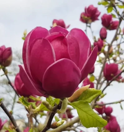 Магнолія Джені