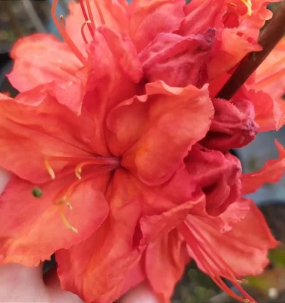 Азалия гибридная Фейерверк