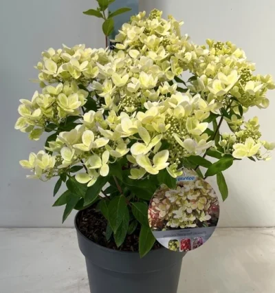 Гортензія волотиста Пастель Грін