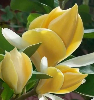 Магнолия Дафни "Daphne"