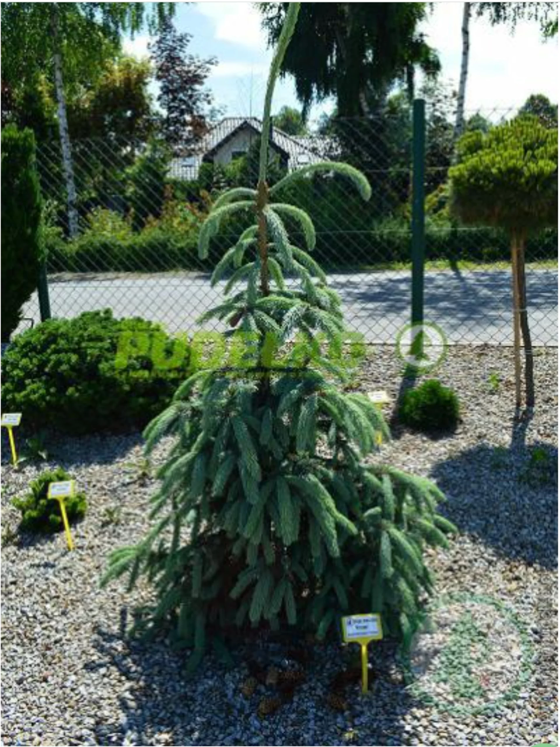 Picea engelmannii mexicana Pervana