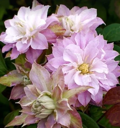 Клематис Dacting Smile  (Дастинг Смайл)