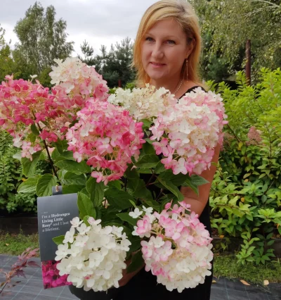 Гортензия метельчатая Литл Рози, (Living Little Rosy)