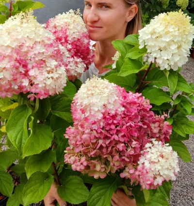 Гортензия Ред Вельвет, Индиан Самер