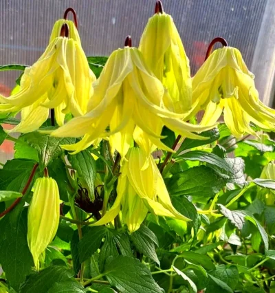 Княжик Голден Сюрпрайз