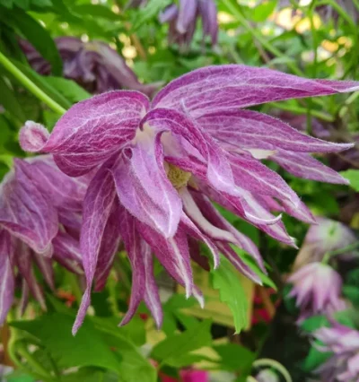 Клематис - Княжик Пінк Сюрпрайз