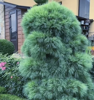 Сосна веймутова Вітхорст