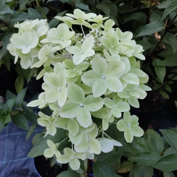 Гортензія волотиста Металіка, Hydrangea pan.Metallica