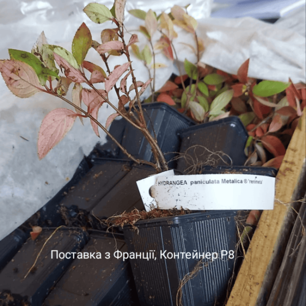 Гортензія волотиста Металіка, Hydrangea pan.Metallica