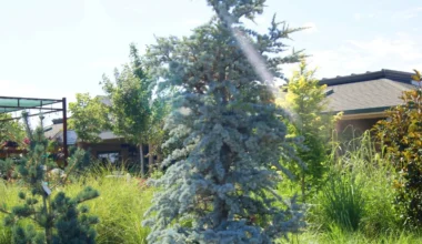 Кедр ліванський Хорстман