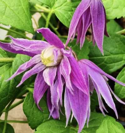 Клематис - Княжик You&Me