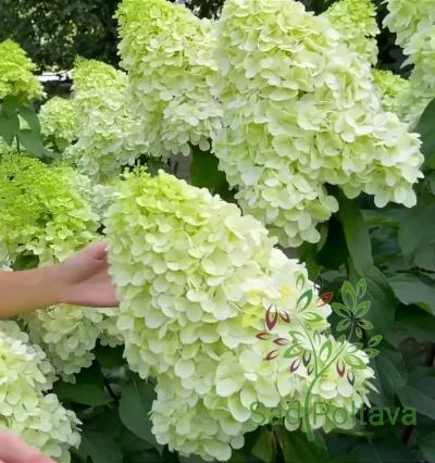 Гортензія волотиста Полар бір "Polar Bear"