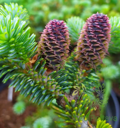 Ялиця корейська Блю Меджік