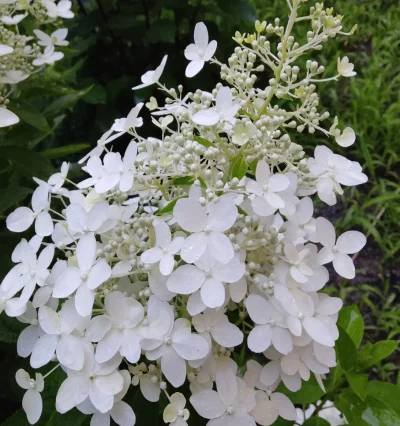 Гортензия метельчатая Долли