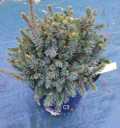 Ялина Ехініформіс