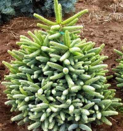 Пихта Келлерис