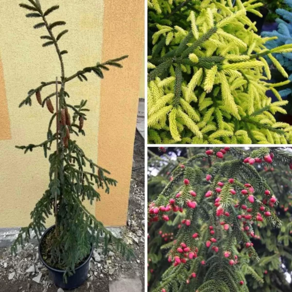 Ель восточная Ауреоспиката "Picea orientalis Aureospicata"