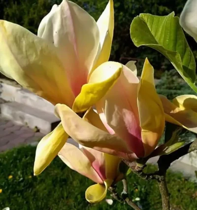 Магнолия Сенсация "Sunsation"