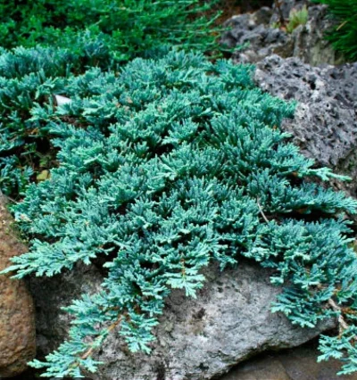 Можжевельник горизонтальный Айс Блю