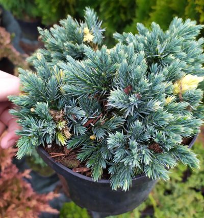 Ялівець лускатий Флореант