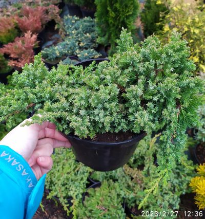 Ялівець Прокумбенс Нана на штамбе / С20