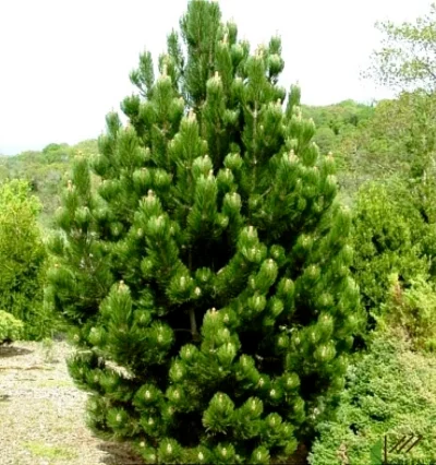 Сосна белокорая Сателит