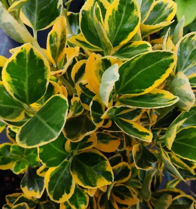 Бересклет Японский "Golden Maiden"