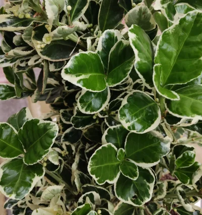 Бересклет Японский Альбомаргинатус