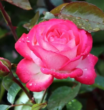 Троянда на штамбі Антік (плетиста)