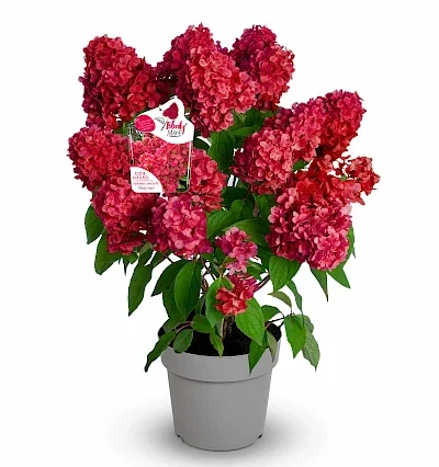 Гортензія волотиста Кривава Мері "Bloody Marie"