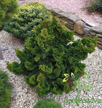 Кипарисовик Нана Грациліс