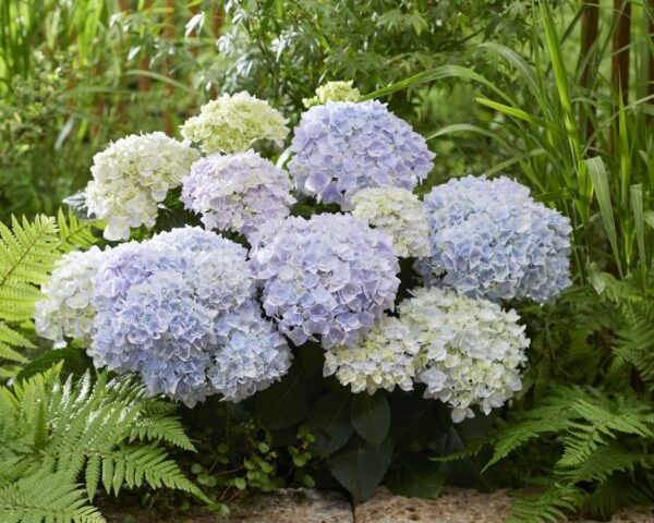 Hydrangea macr. Doppio “Azzurro”