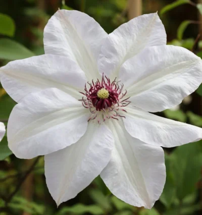 Клематис Міс Бейтман