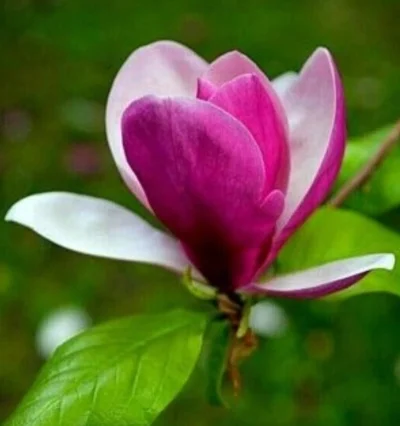 Магнолія Ленней "Magnolia soulangeana Lennei"