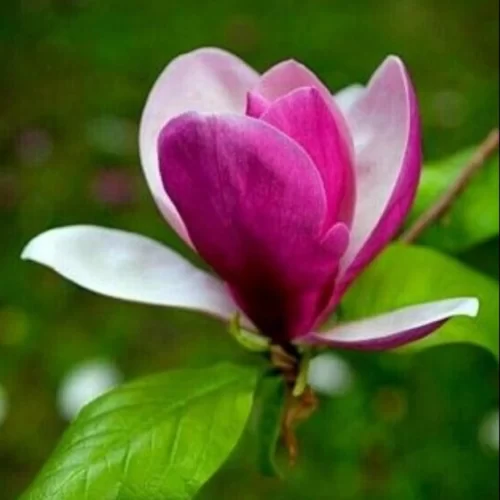 Магнолия Ленней "Magnolia soulangeana Lennei"